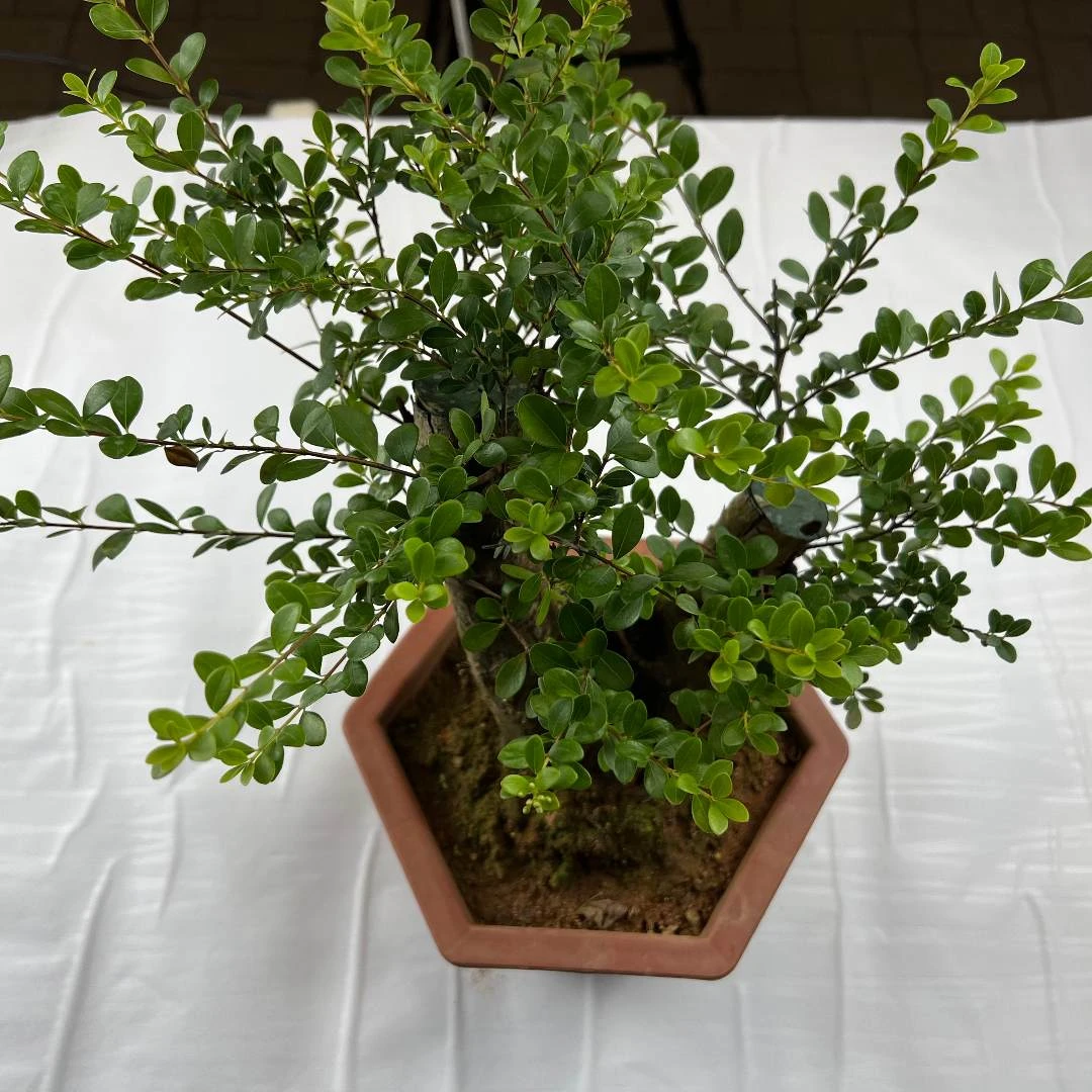 小叶赤楠,映山红,紫薇,黄荆,老桩,熟桩,