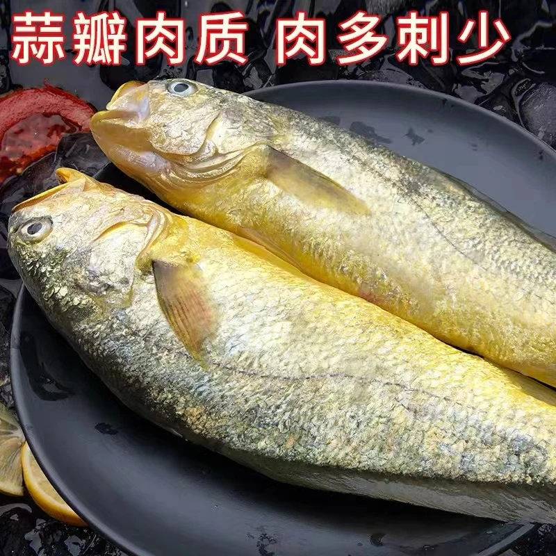新鲜黄花鱼 黄鱼 蒜拌肉 鲜鱼速冻 大号净重1-1.3斤装 4条装