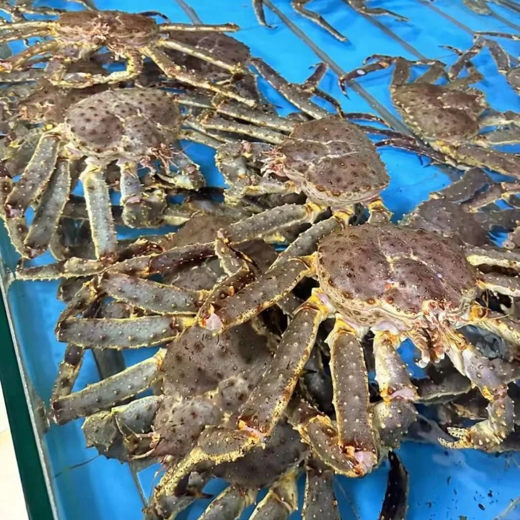 连云港发货  新鲜帝王蟹3斤～6斤/只 （包鲜不包活）