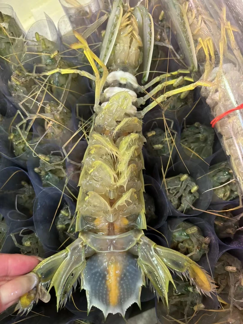 【上海发货】 新鲜富贵虾濑尿虾大皮皮虾 3-8两/只（包鲜包肥不包活）