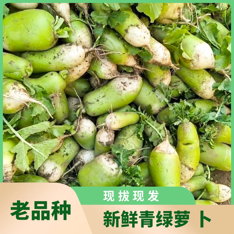 新鲜青萝卜新鲜萝卜罐萝卜青皮萝卜水果萝卜现拔现发5/9斤