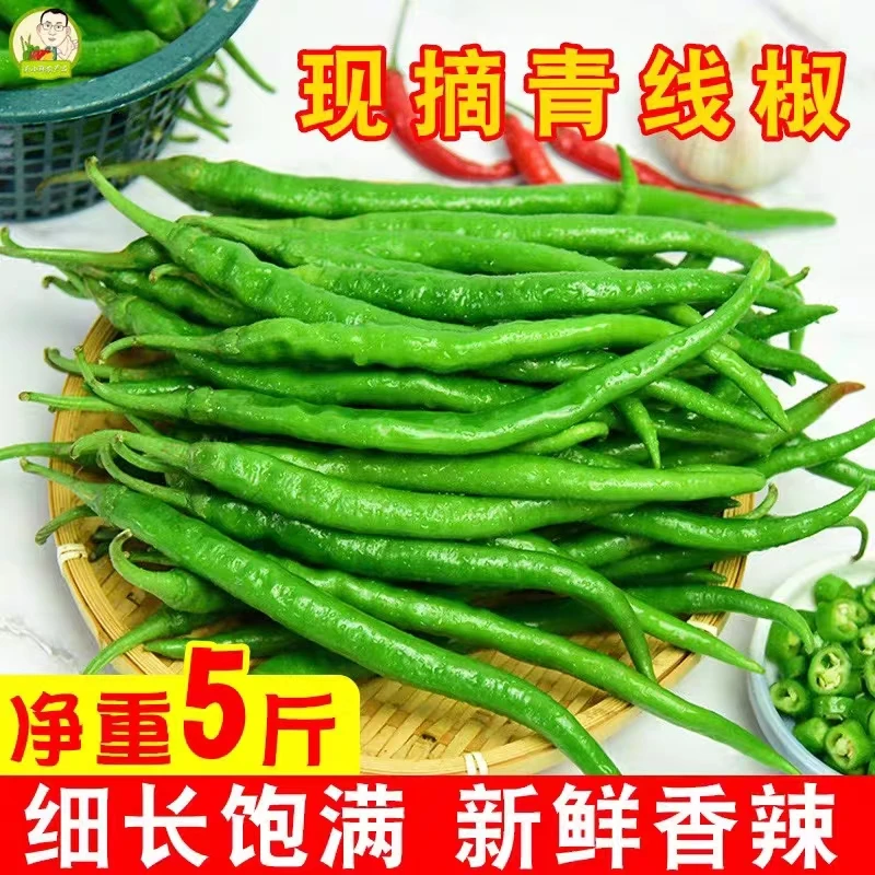 珍口福二荆条新鲜青辣椒特辣超香线椒尖椒农家自种5斤包邮