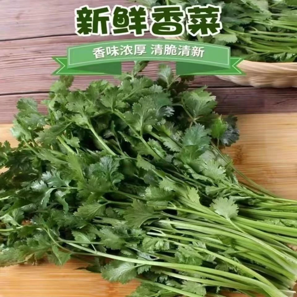 珍口福河南芫荽露天新鲜香菜凉拌菜饺子菜浓厚美味火锅菜1/3/4斤