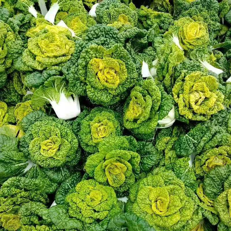 【傻根夫妇】河南特产黄心菜新鲜蔬菜霜冻青菜泡泡菜现拔现发3/5斤