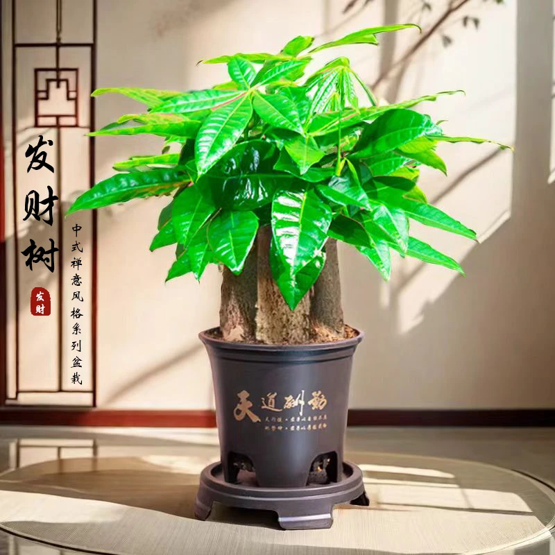 三杆发财树粗桌面盆栽客厅招财盆景老桩客厅发财树直立美化室内外