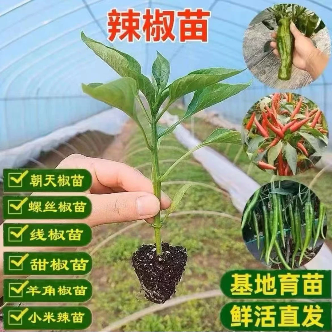 高产辣椒苗带土秧苗蔬菜苗朝天椒线椒薄皮椒螺丝椒四季地载盆栽苗