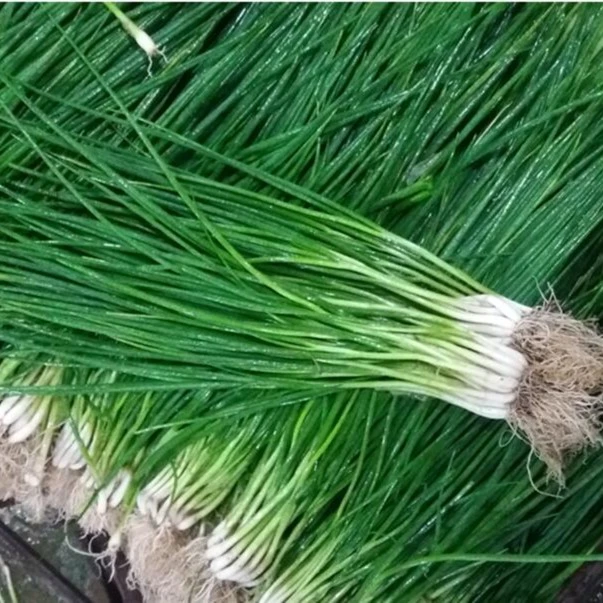 四季小香葱种子盆栽小葱四季播易种庭院阳台小院种植