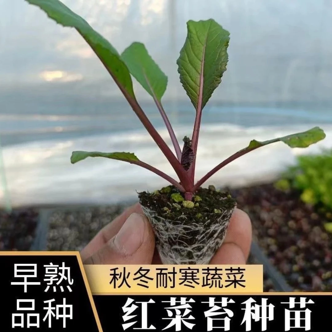 秋冬耐寒早熟红菜苔苗红油菜苔秧苗四季蔬菜苗种子秋季播种菜秧苗
