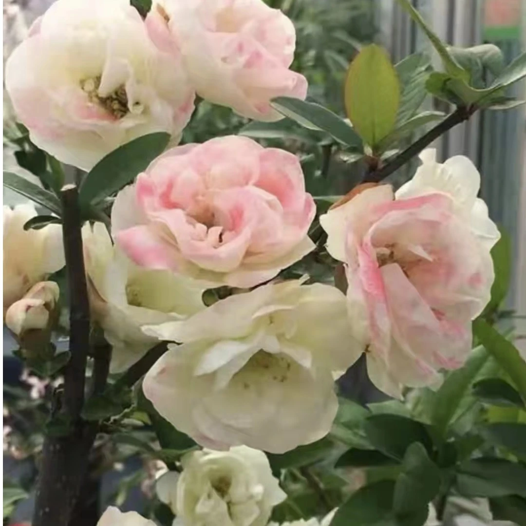 海棠花 品种系列
