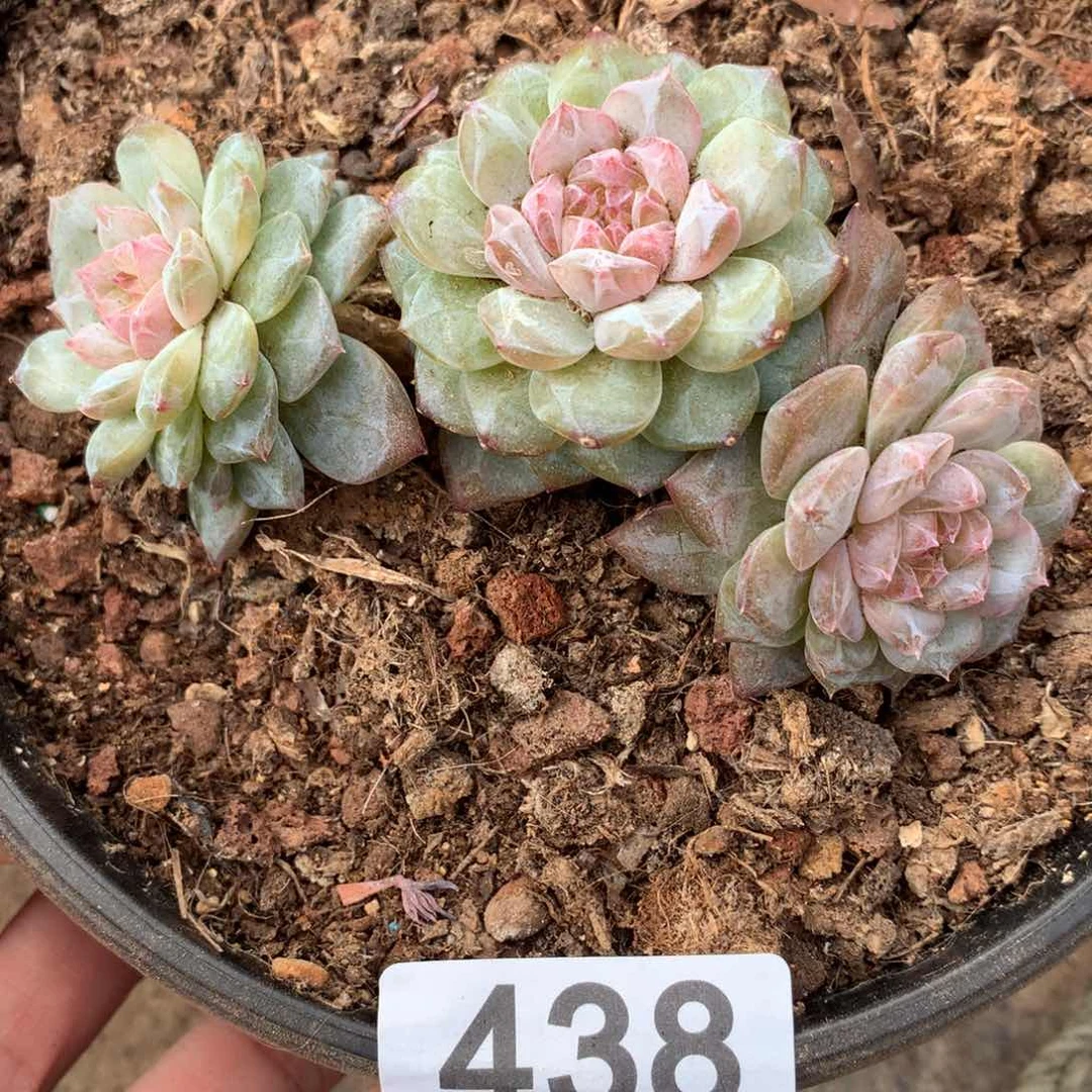 秘境冰魄小群 无砍 438号