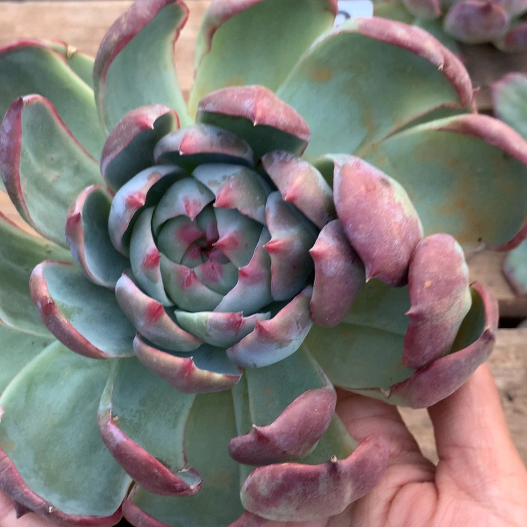 莲*姨惊鸿仙子单头 423号