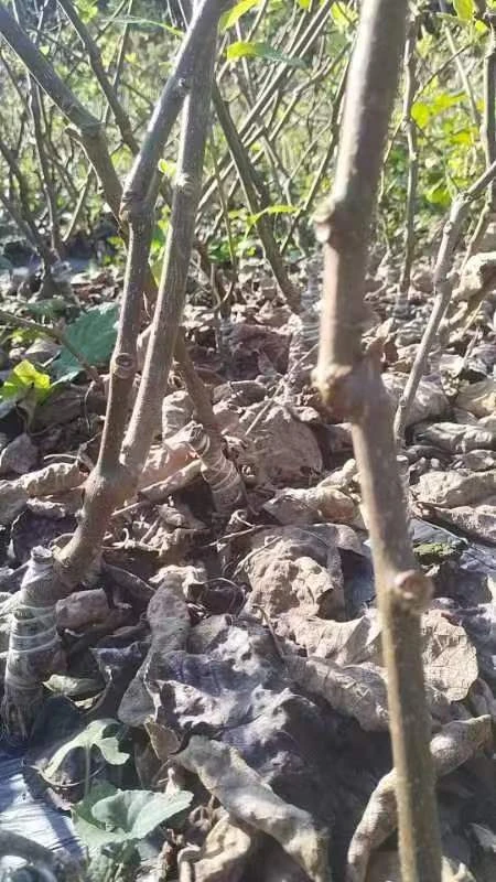 绿植盆栽地栽红心红阳奇异果苗一年母苗成活率高