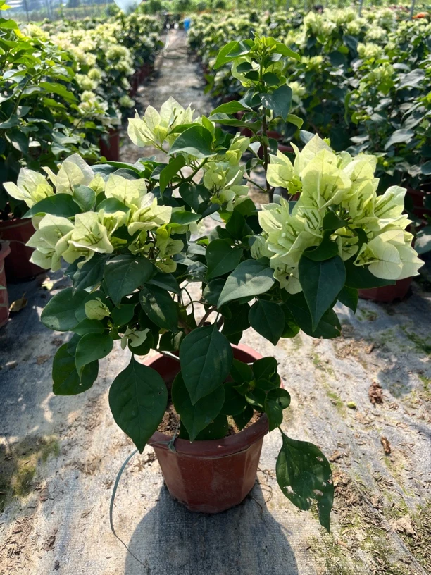 三角梅盆栽四季开花带花苞阳台植物花卉