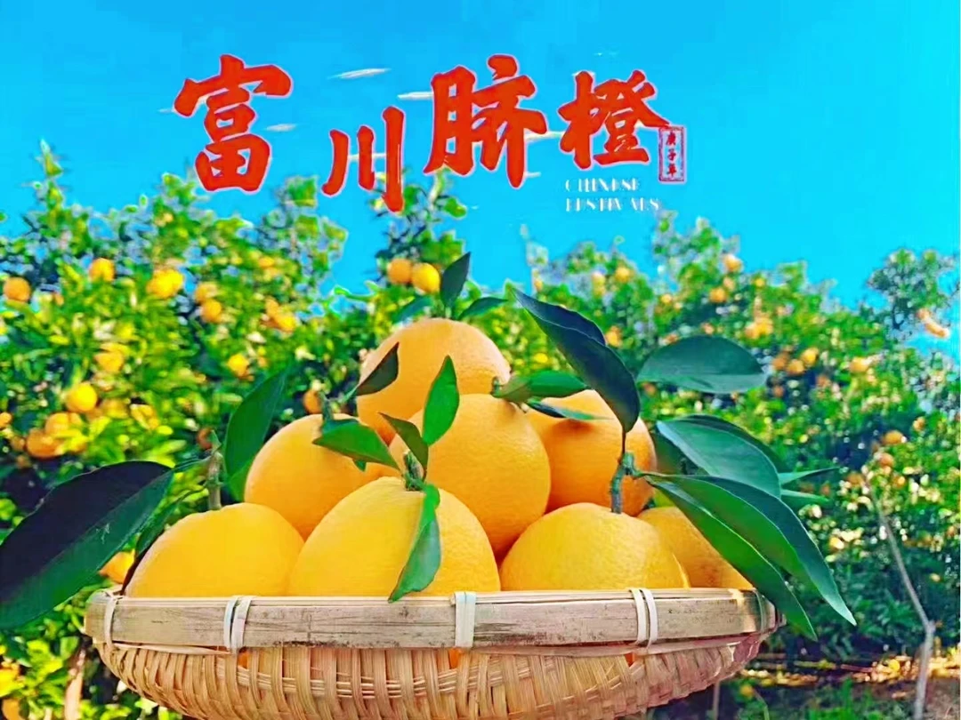 长寿之乡富川脐橙果园现摘天然不催熟优惠尝鲜纽荷尔新鲜
