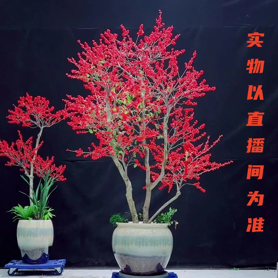 北美冬青造型老桩耐寒观赏期长