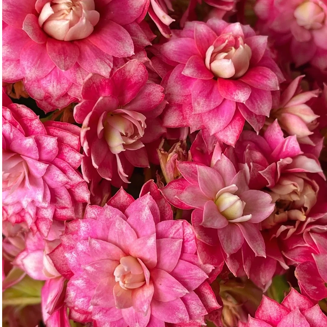 【芙蓉花神110盆】一代种苗长寿  稀有品种 室内懒人花盆栽