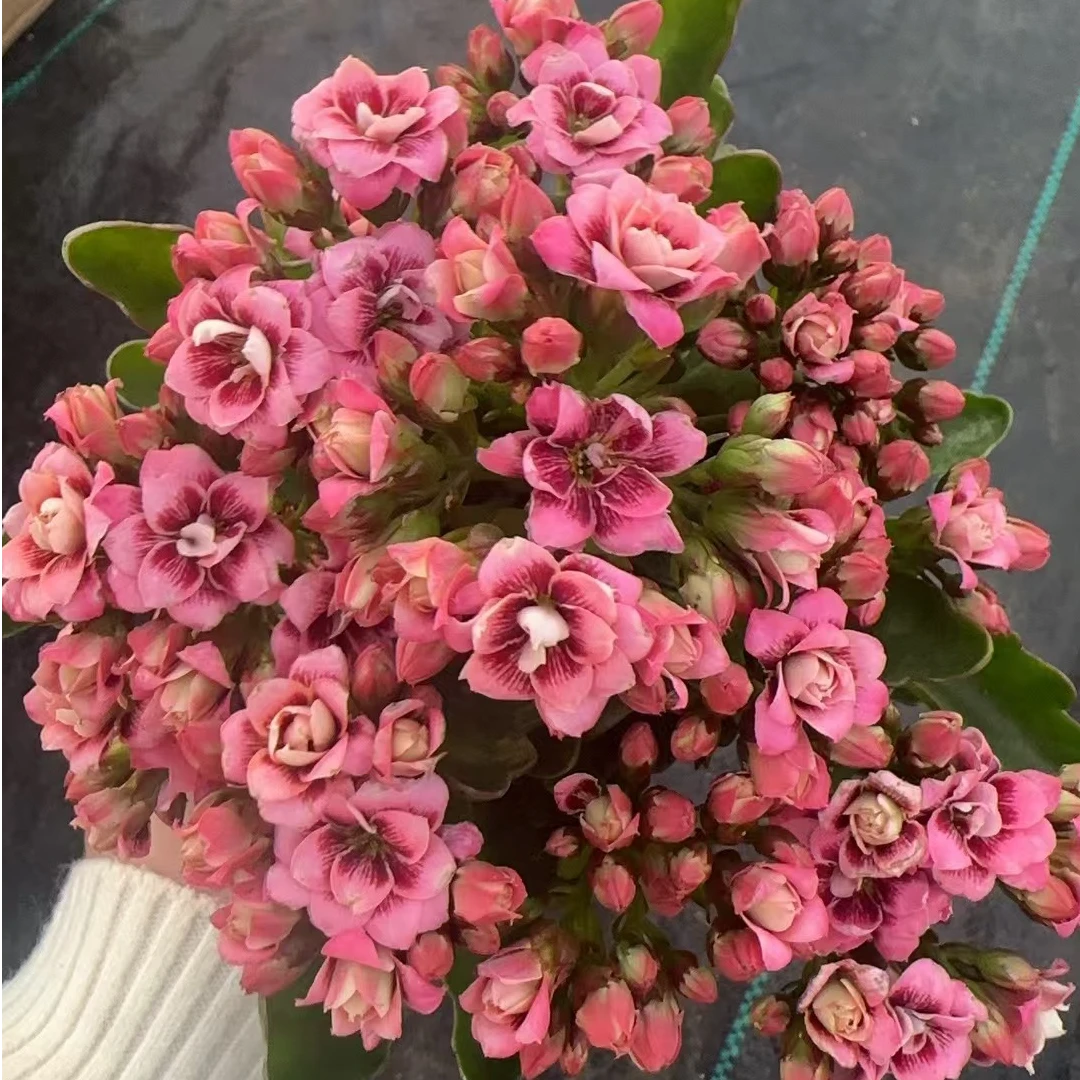 （猫眼阿雷克斯） 稀有品种长寿 新手入门室内懒人花盆栽