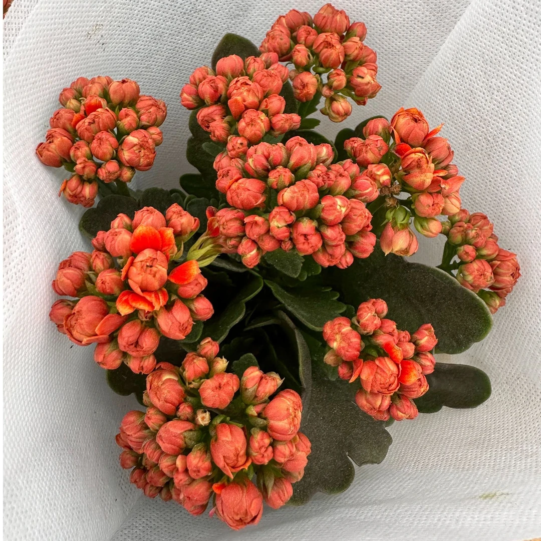 （怦然心动）基地直发一代种苗长寿  新手入门 室内懒人花盆栽