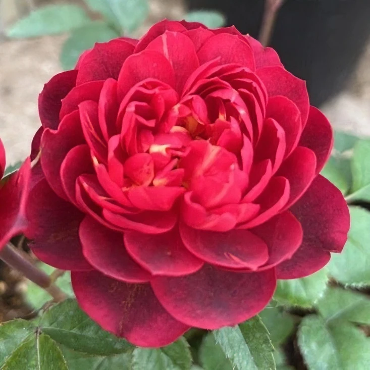 【绝色果汁】樱桃红色酒红色好养护抗病性强阳台花卉绿植月季盆栽