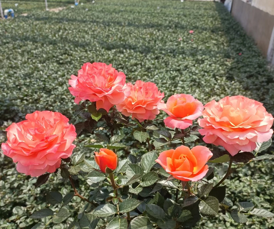 【橙色甜心】橙粉色花朵,阳台庭院好养护抗病性强月季盆栽