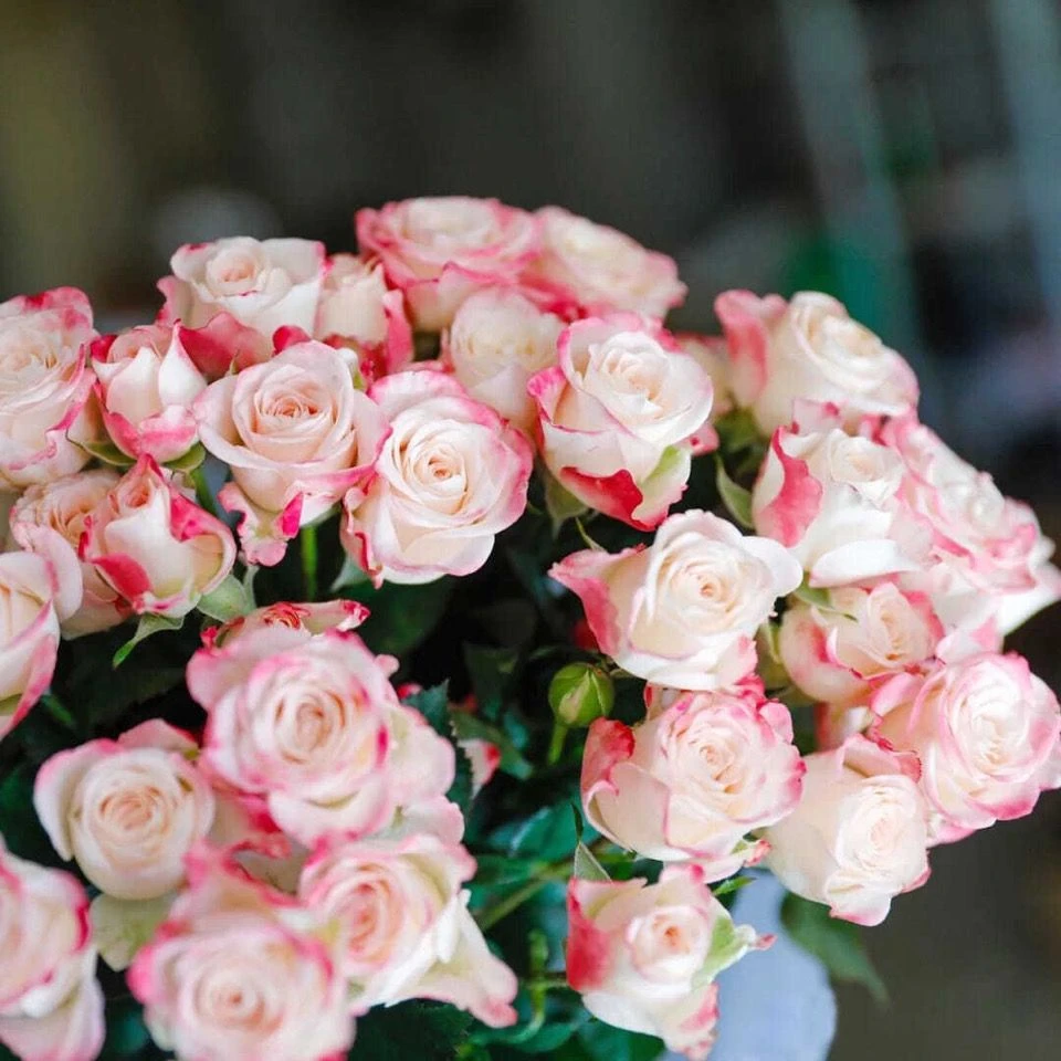 【折射泡泡】阳台花园庭院楼顶好养护抗病性强花卉绿植月季玫瑰盆栽