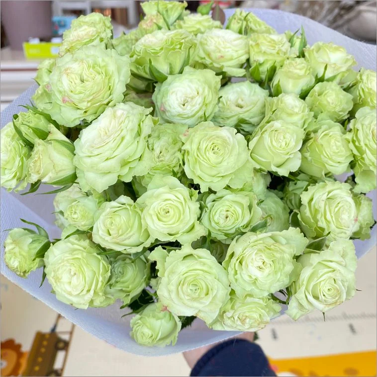 【繁星泡泡】阳台花园庭院楼顶好养护抗病性强花卉绿植月季盆栽