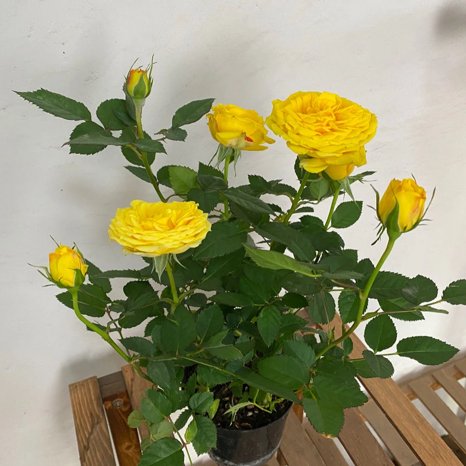 【辉煌洛丽塔】阳台庭院四季开花抗病性强好养护盆栽月季