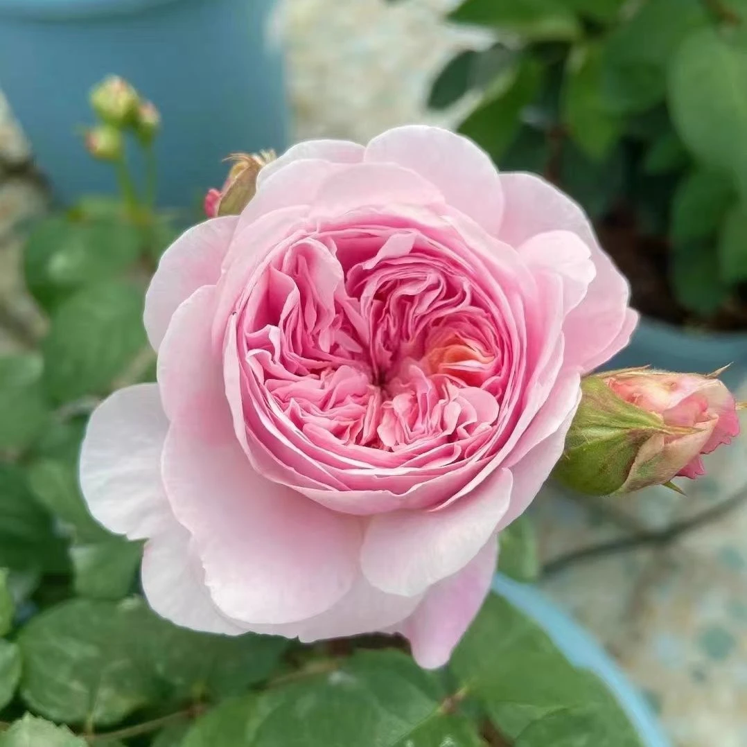 【优斯塔夏—福爱】浓香，奥斯丁花型月季绿植花卉盆栽原盆原土发货