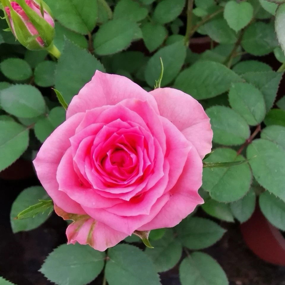 【仙度瑞拉】阳台花园庭院楼顶好养护抗病性强花卉绿植月季玫瑰盆栽