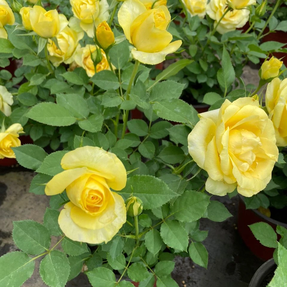 【绿宝石】绿黄色花四季开花阳台庭院种植盆栽月季