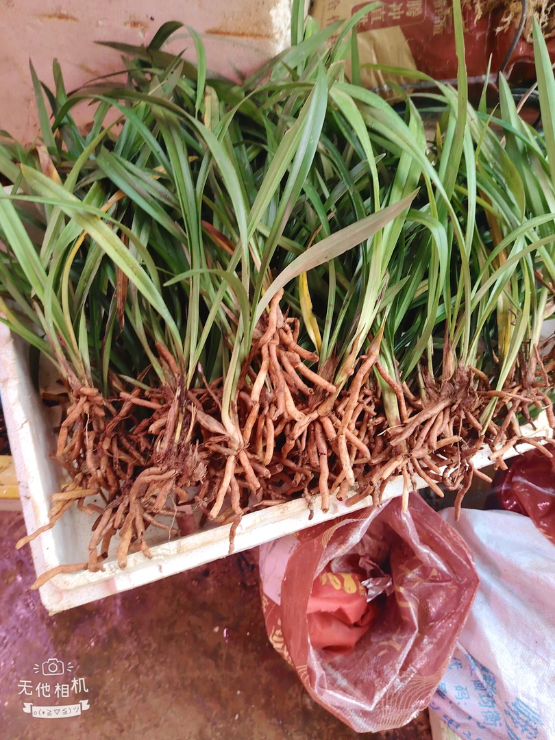 秋榜拢根苗满100包邮