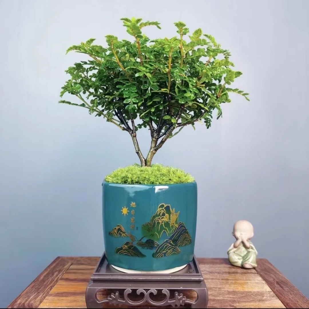 清香胡椒木盆栽室内绿植植物净化空气茶桌办公桌客厅四季好养绿植