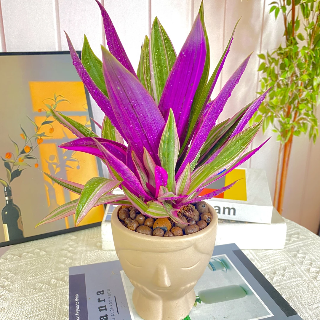 紫露兰油画吊兰盆栽植物桌面客厅绿植花卉净化空气四季好养