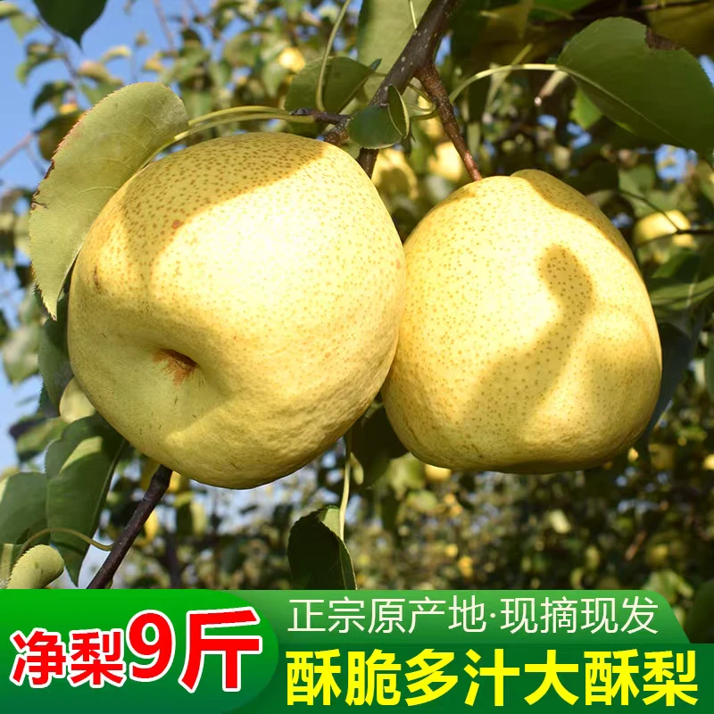 陕西咸阳正宗三秦酥新鲜采摘香甜多汁美味肉质酥脆爽口9斤装包邮