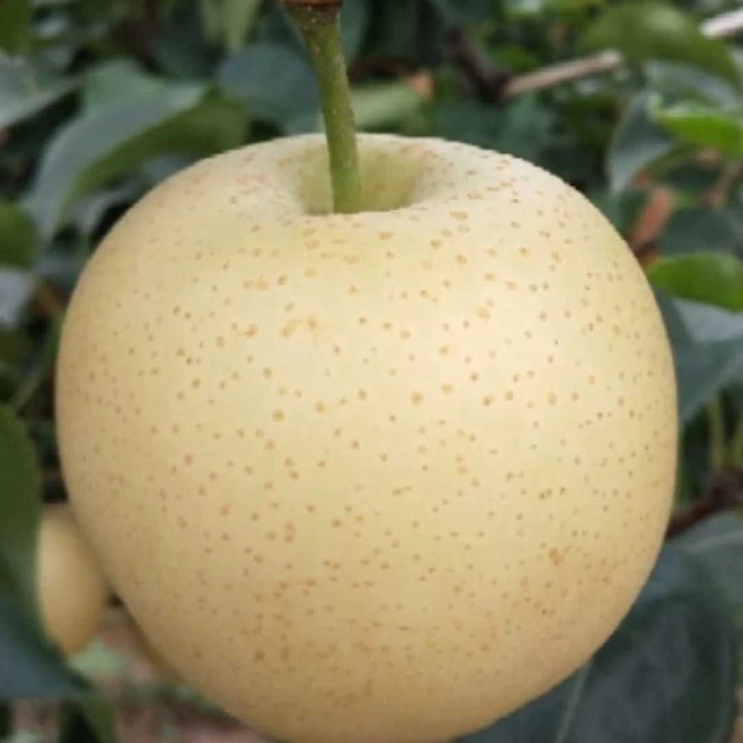 陕西咸阳现摘现发中果黄金梨