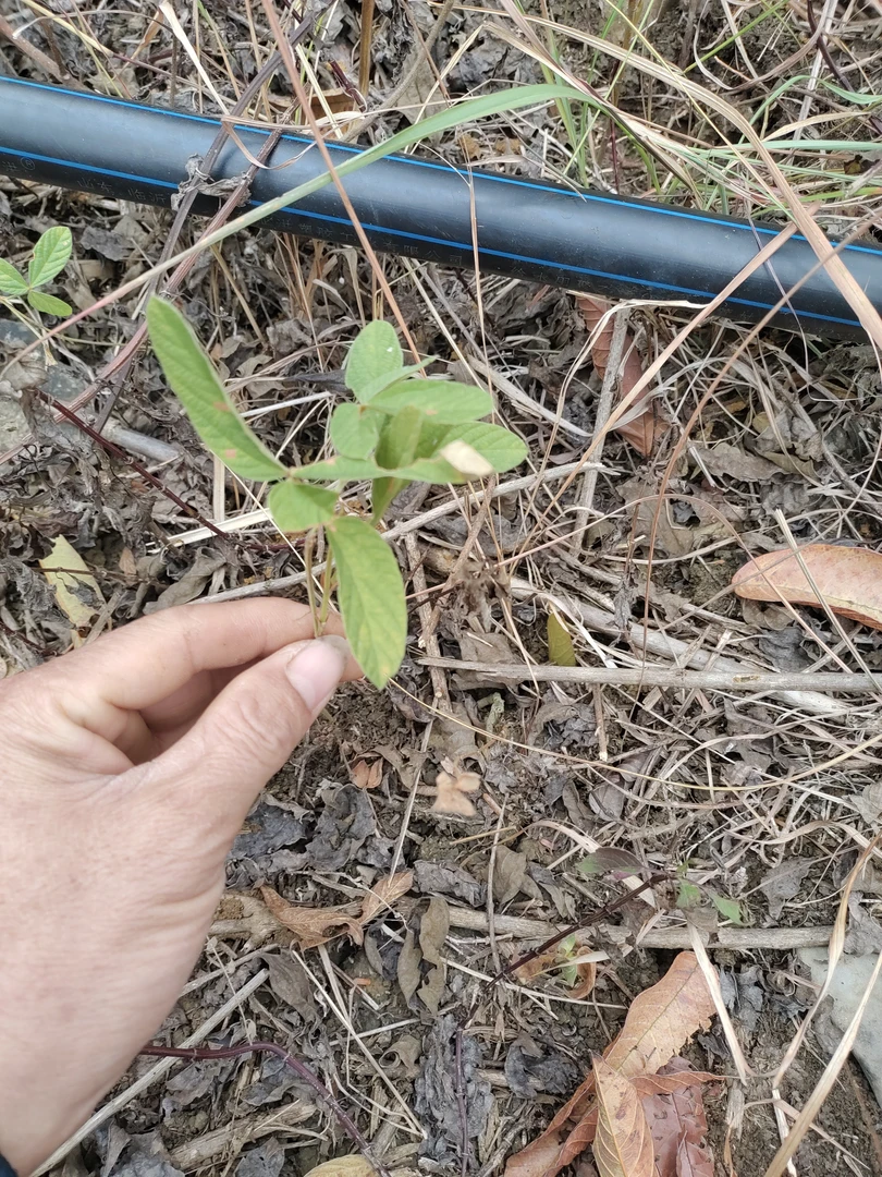 盆景小叶红皮千斤拔