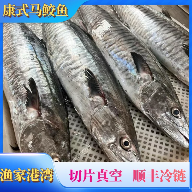 9斤正宗（康氏马鲛鱼）海南渔民七洲列岛捕捞   新鲜回港