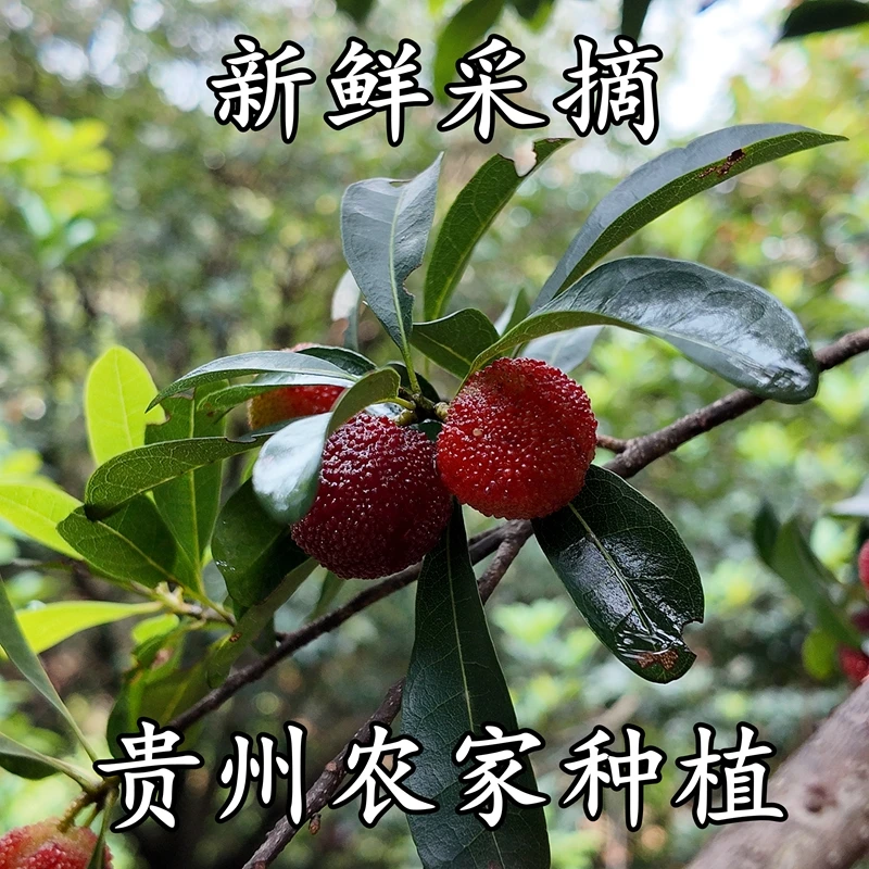贵州新鲜杨梅现采摘发货不打农药自然成长放心食用农家自种
