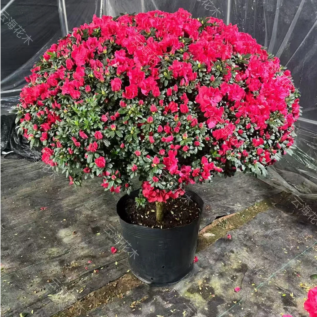 比利时四季杜鹃超级大冠幅中国红品种四季常青四季开花包邮到家