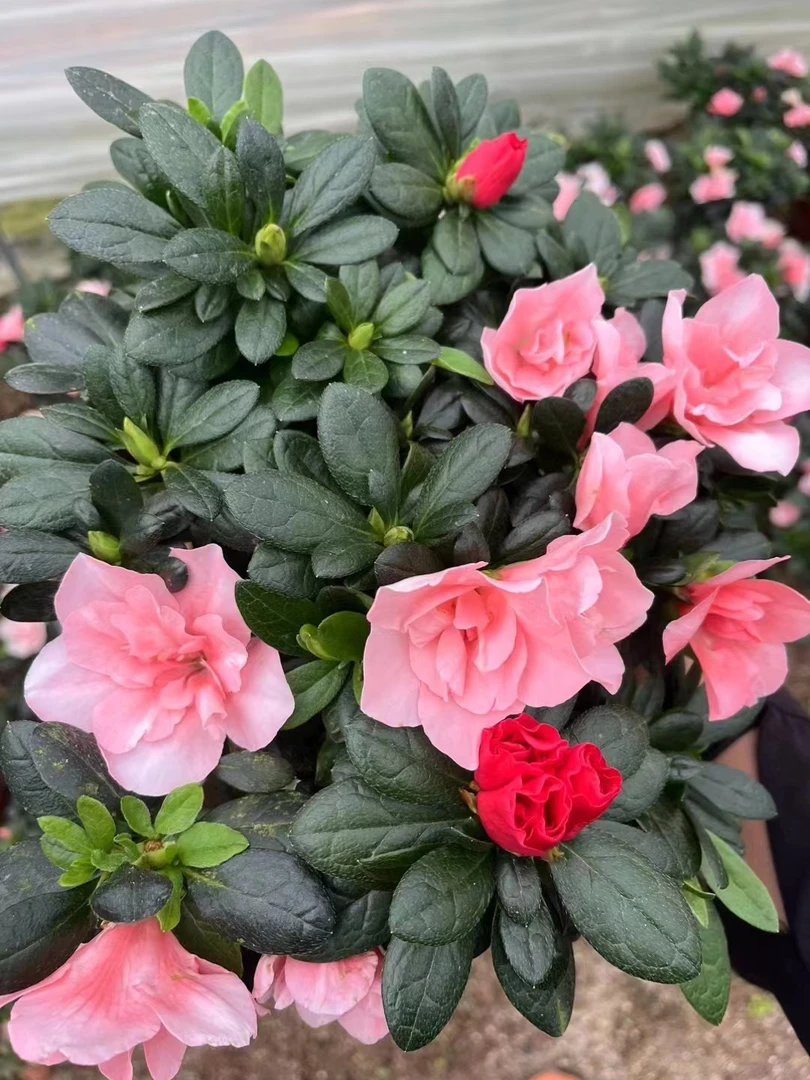 （双色杜鹃）四季双色杜鹃丛林款四季常绿室内室外种植庭院地栽盆栽