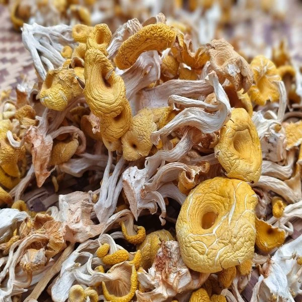 【小孟助农】城口大巴山黄金菇