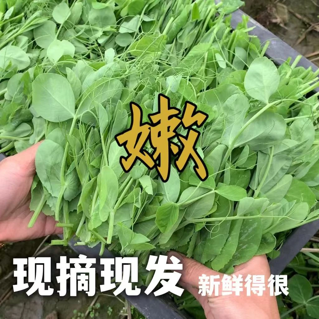 【产地直发】四川豌豆尖新鲜现摘现发包赔原产地直供现摘现发嫩气
