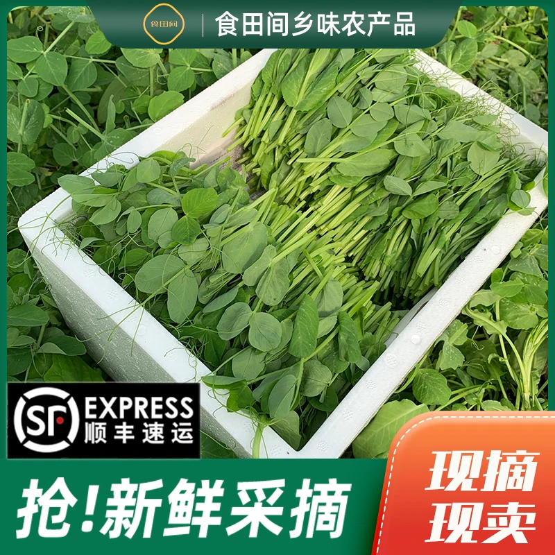 【食田间】四川新鲜豌豆尖豌豆苗火锅菜当季现摘2斤/3斤/4斤包邮
