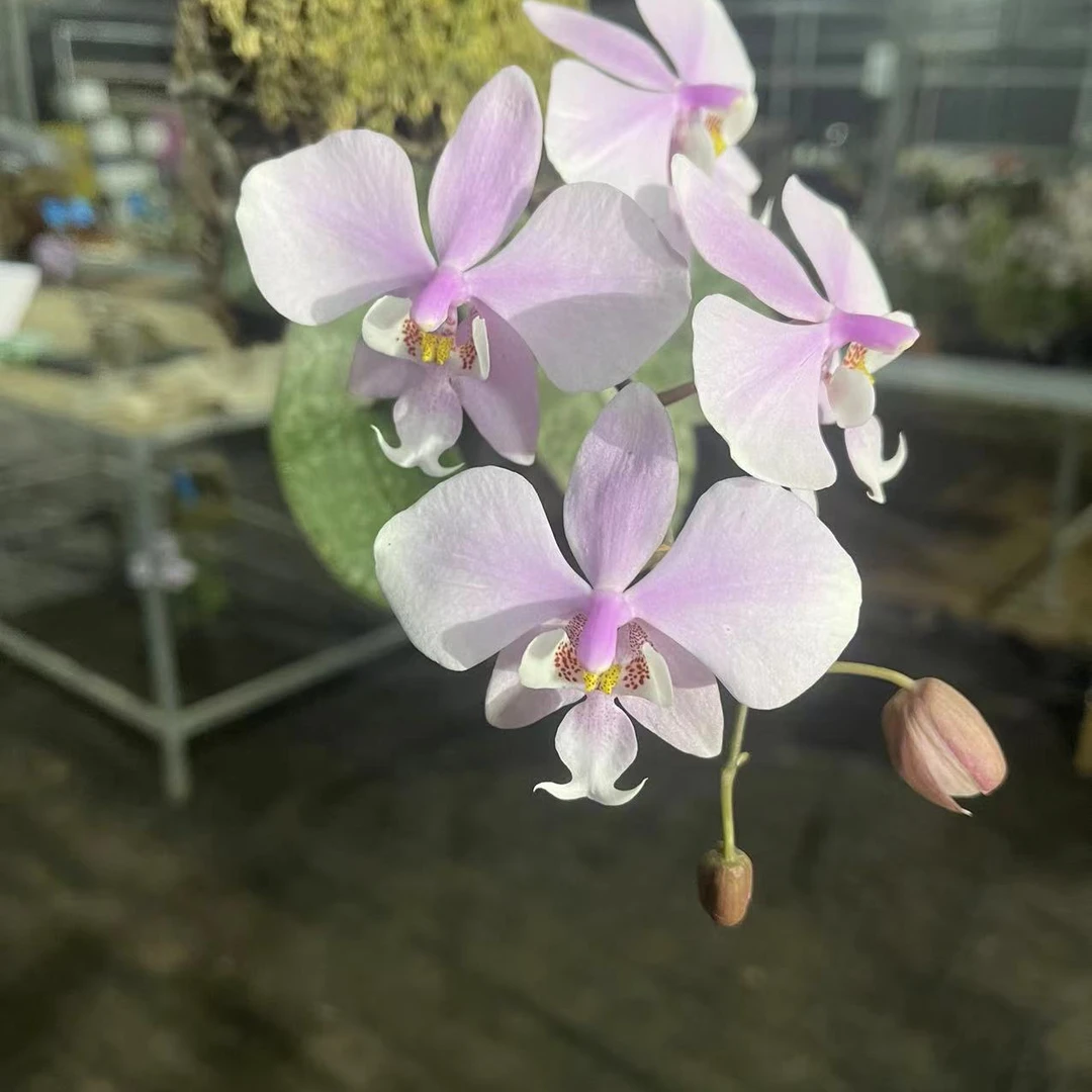 蝴蝶兰,直播间一物一拍链接