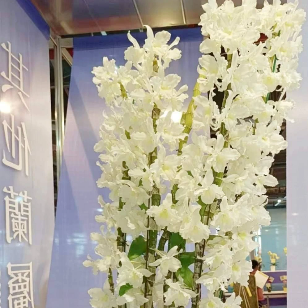 春石斛 ”雪王”  (春57)偏远地区不包邮
