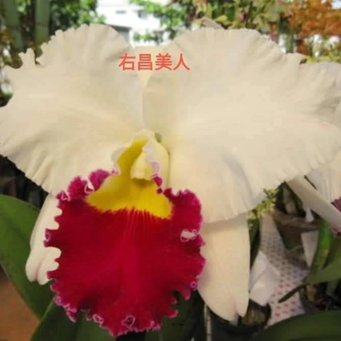 [高品兰业] 佑昌美人卡特兰(大香花/成株/年年开花) 店铺包邮