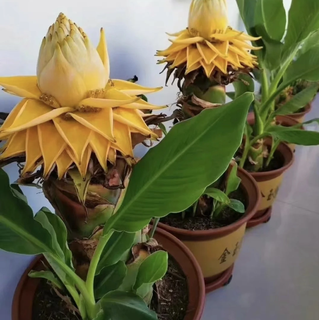 云南地涌金莲 庭院客厅办公室大型绿植净化盆栽花卉易养花期长