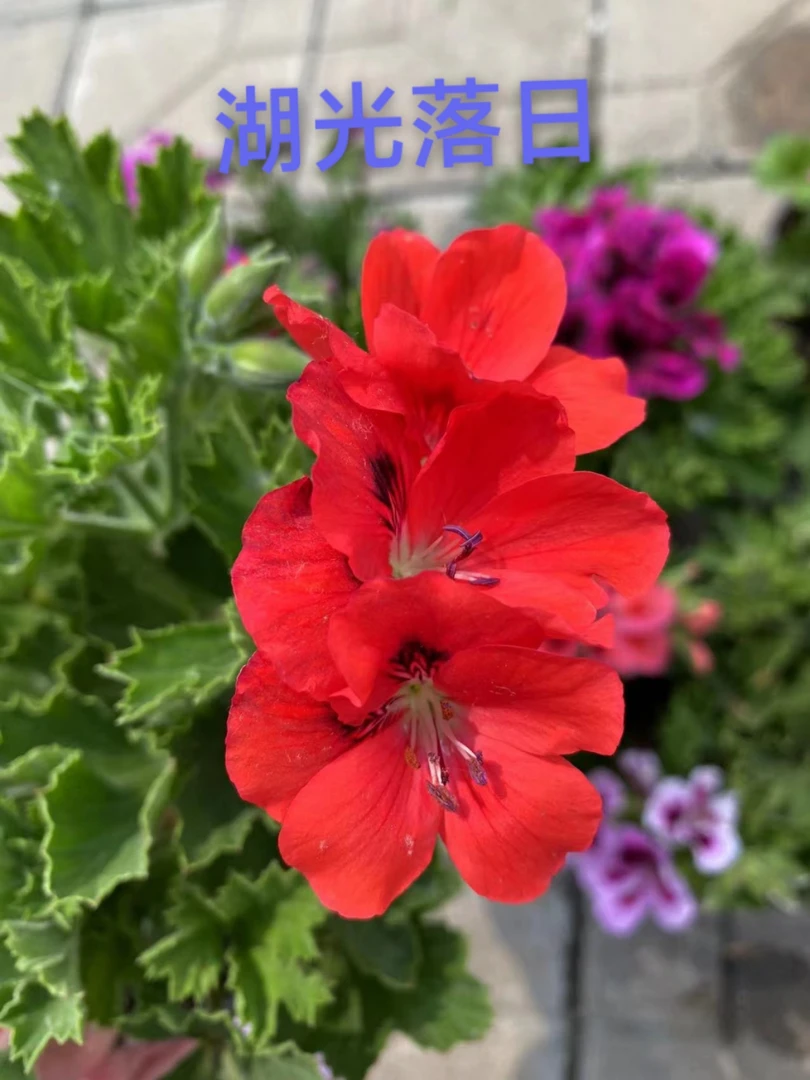 （湖光落日）蝴蝶梅盆栽花卉