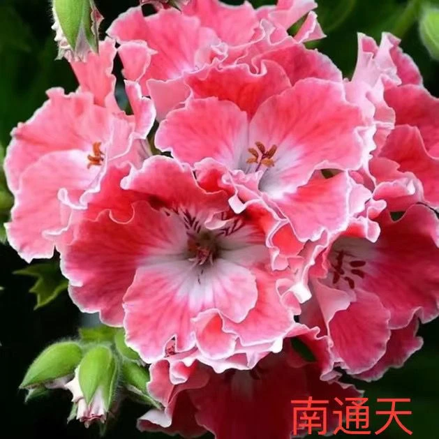 颗型小（南通天）蝴蝶梅盆栽花卉