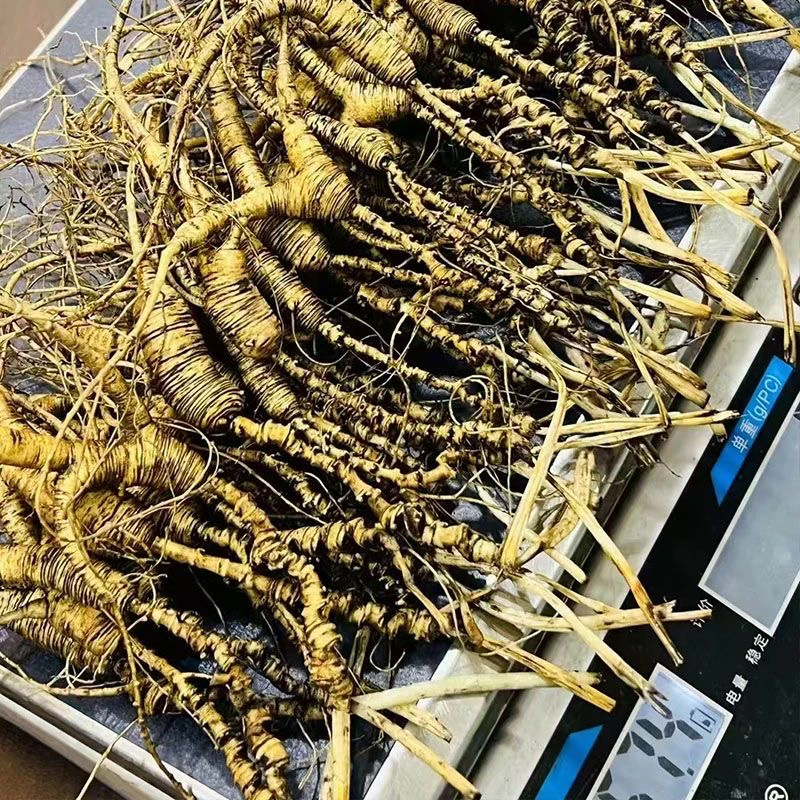 新鲜人参 林下参 纯籽货 当年新货 送礼泡酒 整装 高档 籽货